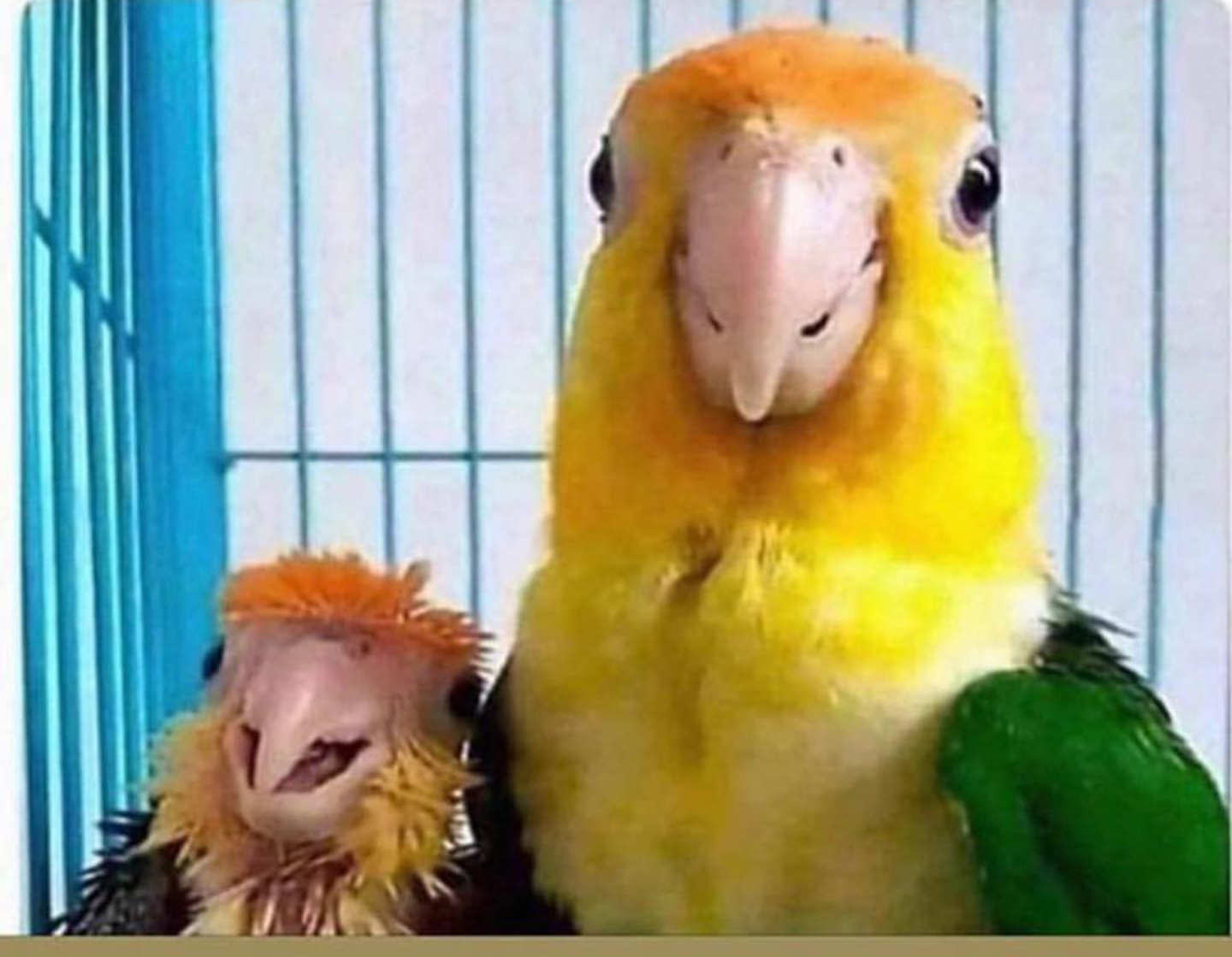Parent parrot Blank Meme Template