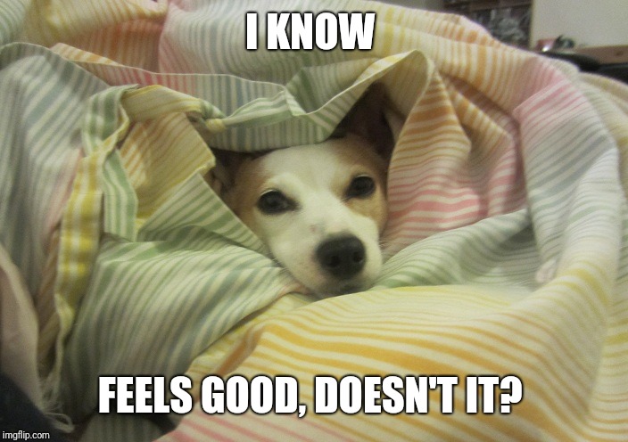 Dog hiding under a blanket | I KNOW FEELS GOOD, DOESN'T IT? | image tagged in dog hiding under a blanket | made w/ Imgflip meme maker