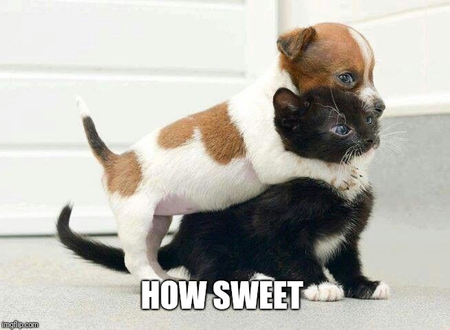 Dog Hugging Cat | HOW SWEET | image tagged in dog hugging cat | made w/ Imgflip meme maker
