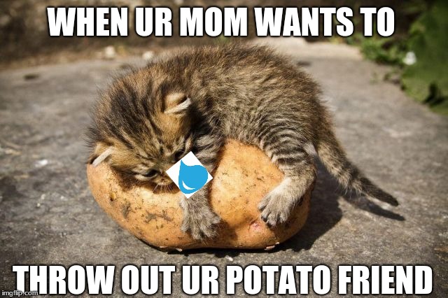 potato cat | WHEN UR MOM WANTS TO; THROW OUT UR POTATO FRIEND | image tagged in potato cat | made w/ Imgflip meme maker