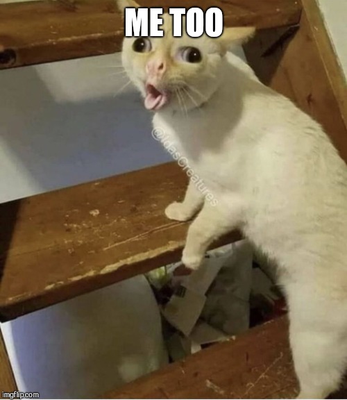 Cat Cough | ME TOO | image tagged in cat cough | made w/ Imgflip meme maker
