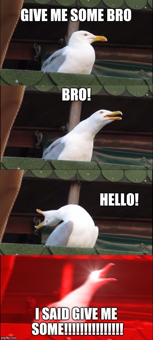 Inhaling Seagull | GIVE ME SOME BRO; BRO! HELLO! I SAID GIVE ME SOME!!!!!!!!!!!!!!! | image tagged in memes,inhaling seagull | made w/ Imgflip meme maker