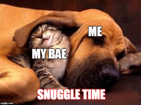 ME; MY BAE; SNUGGLE TIME | image tagged in dogs an cats | made w/ Imgflip meme maker