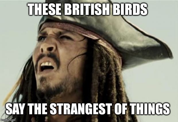 confused dafuq jack sparrow what | THESE BRITISH BIRDS SAY THE STRANGEST OF THINGS | image tagged in confused dafuq jack sparrow what | made w/ Imgflip meme maker