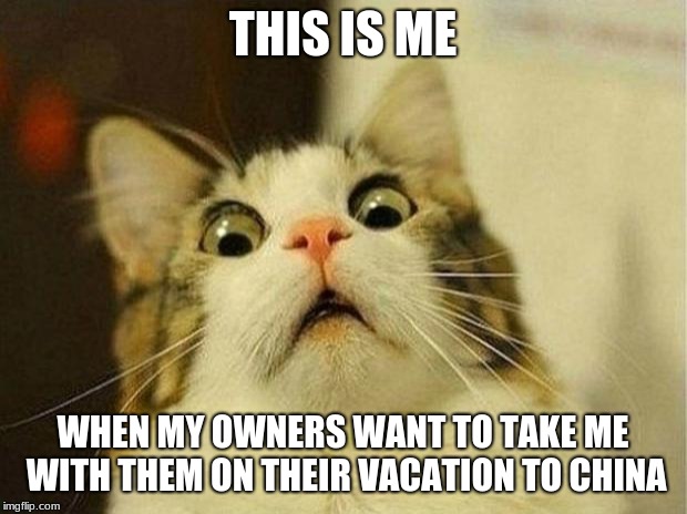 Scared Cat Meme | THIS IS ME; WHEN MY OWNERS WANT TO TAKE ME WITH THEM ON THEIR VACATION TO CHINA | image tagged in memes,scared cat | made w/ Imgflip meme maker
