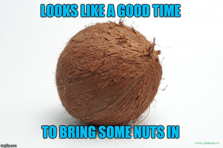 coconut | LOOKS LIKE A GOOD TIME TO BRING SOME NUTS IN | image tagged in coconut | made w/ Imgflip meme maker