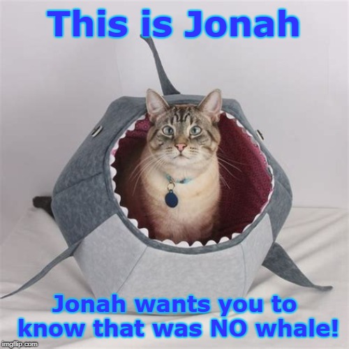Jonah and the WHAT??? | This is Jonah; Jonah wants you to know that was NO whale! | image tagged in cats,bible,jonah and the whale | made w/ Imgflip meme maker