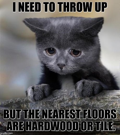 Confession Cat | I NEED TO THROW UP BUT THE NEAREST FLOORS ARE HARDWOOD OR TILE. | image tagged in confession cat | made w/ Imgflip meme maker
