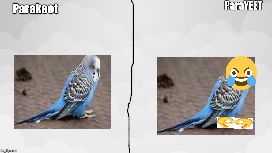 Y E E T | ParaYEET; Parakeet | image tagged in memes,funny,yeet | made w/ Imgflip meme maker