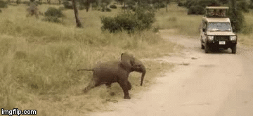 Baby elephant gif | image tagged in gifs | made w/ Imgflip video-to-gif maker