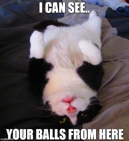 I CAN SEE.. YOUR BALLS FROM HERE | image tagged in funny,cat,balls | made w/ Imgflip meme maker