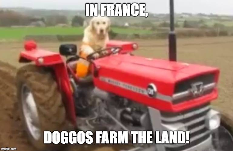 farmer doggo | IN FRANCE, DOGGOS FARM THE LAND! | image tagged in farmer doggo | made w/ Imgflip meme maker