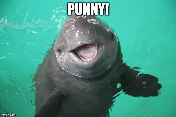 Punny Porpoise | PUNNY! | image tagged in punny porpoise | made w/ Imgflip meme maker