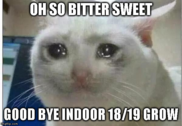 crying cat | OH SO BITTER SWEET; GOOD BYE INDOOR 18/19 GROW | image tagged in crying cat | made w/ Imgflip meme maker