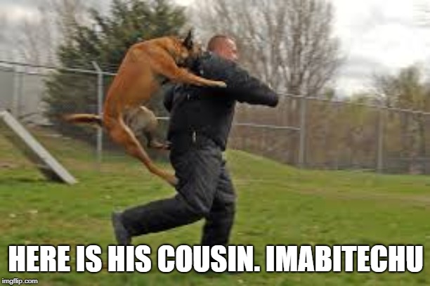 Dog Attack | HERE IS HIS COUSIN. IMABITECHU | image tagged in dog attack | made w/ Imgflip meme maker