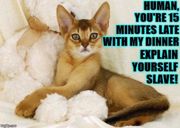 HUMAN, YOU'RE 15 MINUTES LATE WITH MY DINNER; EXPLAIN YOURSELF SLAVE! | image tagged in explain yourself slave | made w/ Imgflip meme maker