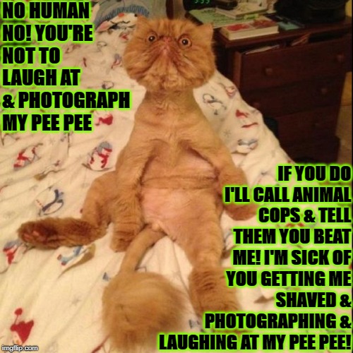 NO HUMAN NO! YOU'RE NOT TO LAUGH AT & PHOTOGRAPH MY PEE PEE; IF YOU DO I'LL CALL ANIMAL COPS & TELL THEM YOU BEAT ME! I'M SICK OF YOU GETTING ME SHAVED & PHOTOGRAPHING & LAUGHING AT MY PEE PEE! | image tagged in no human no | made w/ Imgflip meme maker