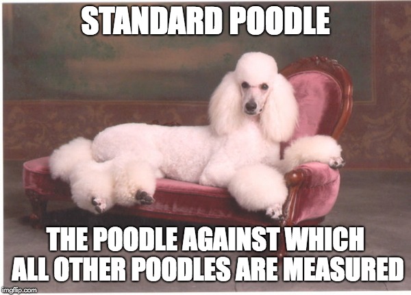 STANDARD POODLE; THE POODLE AGAINST WHICH ALL OTHER POODLES ARE MEASURED | made w/ Imgflip meme maker