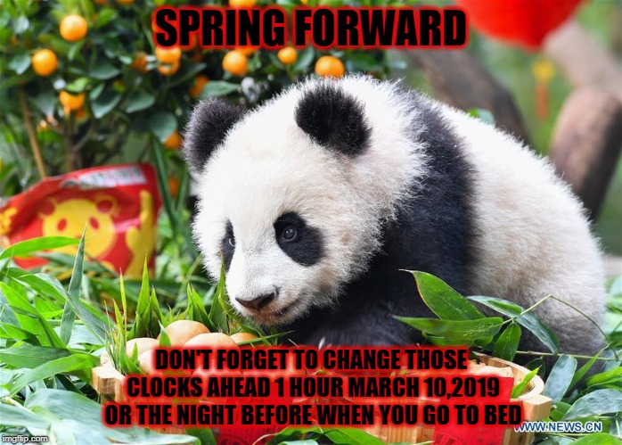 SPRING FORWARD; DON'T FORGET TO CHANGE THOSE CLOCKS AHEAD 1 HOUR MARCH 10,2019 OR THE NIGHT BEFORE WHEN YOU GO TO BED | image tagged in panda | made w/ Imgflip meme maker