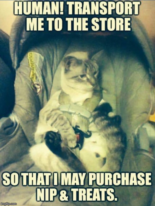 image tagged in cats,funny cats,cute cat,car seat,catnip | made w/ Imgflip meme maker