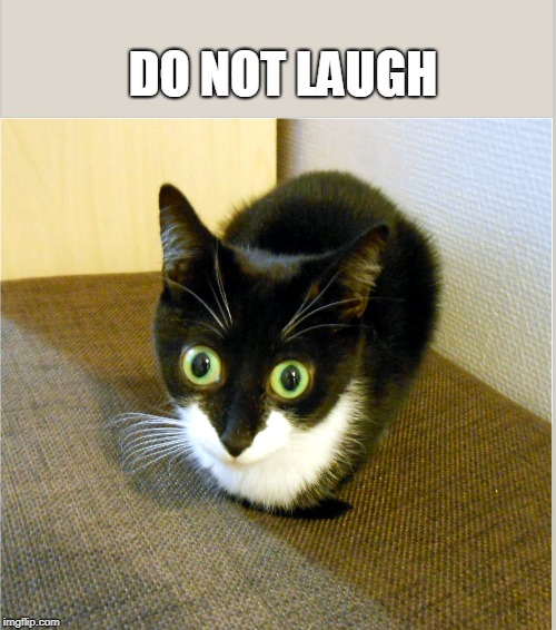 My Minni cat | DO NOT LAUGH | image tagged in funny memes | made w/ Imgflip meme maker