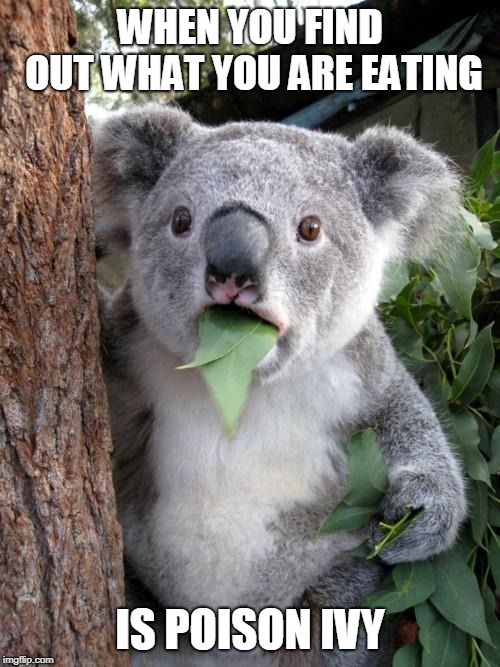 Surprised Koala Meme | WHEN YOU FIND OUT WHAT YOU ARE EATING; IS POISON IVY | image tagged in memes,surprised koala | made w/ Imgflip meme maker