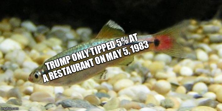 Let minnow | TRUMP ONLY TIPPED 5% AT A RESTAURANT ON MAY 5, 1983 | image tagged in let minnow | made w/ Imgflip meme maker