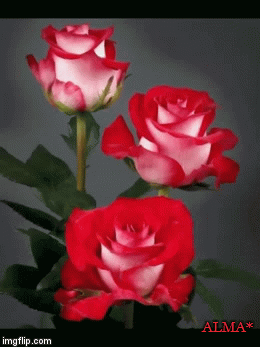 Feliz miercoles rosas | ALMA* | image tagged in gifs | made w/ Imgflip video-to-gif maker