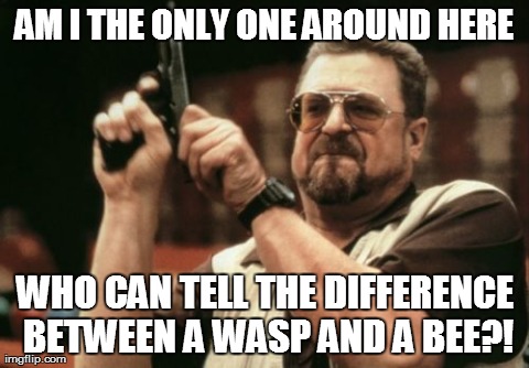 Am I The Only One Around Here Meme | AM I THE ONLY ONE AROUND HERE WHO CAN TELL THE DIFFERENCE BETWEEN A WASP AND A BEE?! | image tagged in memes,am i the only one around here | made w/ Imgflip meme maker