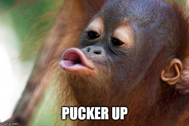 Orangutang Kiss | PUCKER UP | image tagged in orangutang kiss | made w/ Imgflip meme maker