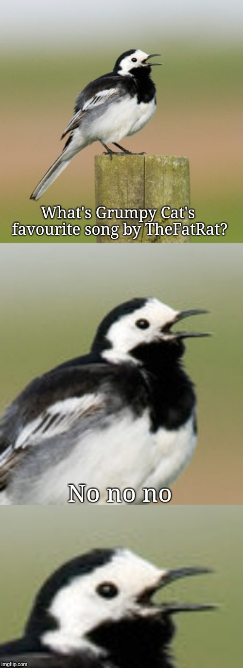 To be honest. That's my favourite song by TheFatRat. | What's Grumpy Cat's favourite song by TheFatRat? No no no | image tagged in bad pun flashtail,song lyrics,music,thefatrat,grumpy cat | made w/ Imgflip meme maker