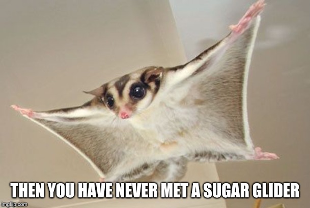 I'm coming | THEN YOU HAVE NEVER MET A SUGAR GLIDER | image tagged in i'm coming | made w/ Imgflip meme maker