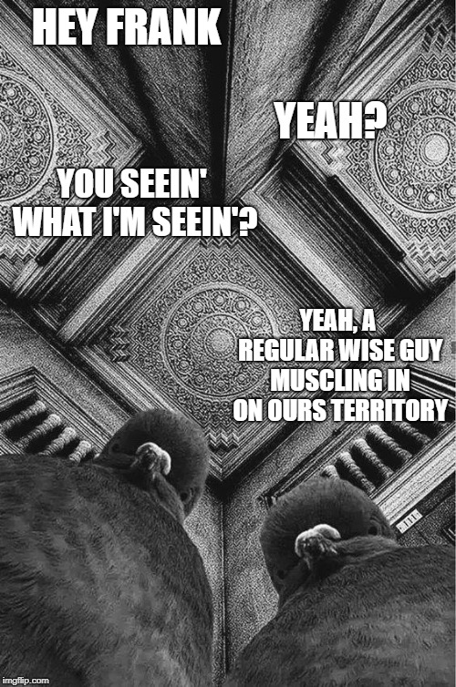 Hey Frank... | HEY FRANK; YEAH? YOU SEEIN' WHAT I'M SEEIN'? YEAH, A REGULAR WISE GUY MUSCLING IN ON OURS TERRITORY | image tagged in frank,wise guy,birds,meme | made w/ Imgflip meme maker