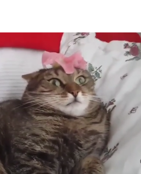High Quality Cat Can't Handle Flower Blank Meme Template
