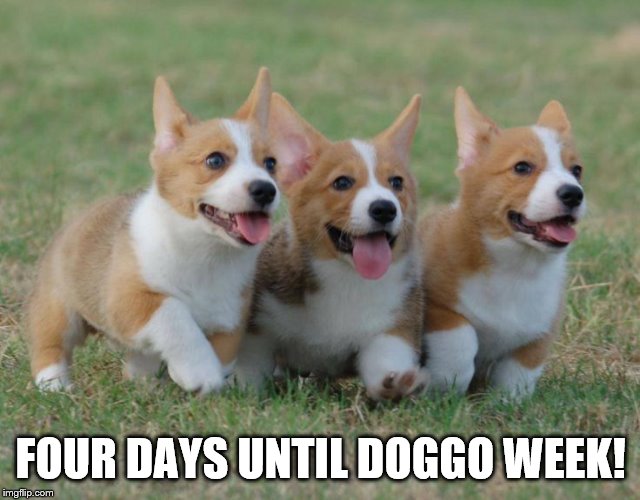 Four days until doggo week! | FOUR DAYS UNTIL DOGGO WEEK! | image tagged in doggo,doggo week,corgi,puppies,cute,meme | made w/ Imgflip meme maker