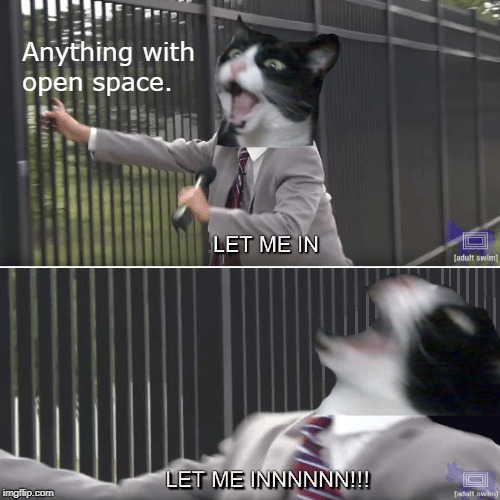 If It Fits I Sits | image tagged in the eric andre show,let me in,cats,screaming cat,if it fits i sits,object labeling | made w/ Imgflip meme maker
