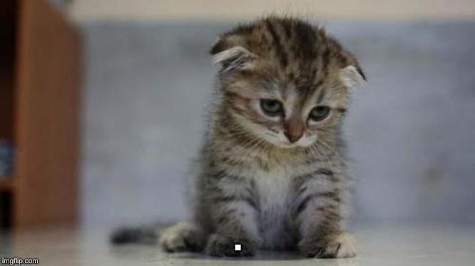 Sad kitten | . | image tagged in sad kitten | made w/ Imgflip meme maker