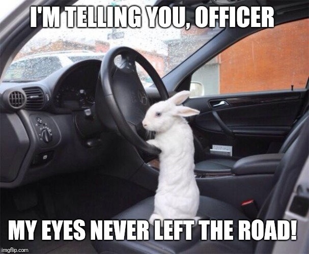 Rabbit driver | I'M TELLING YOU, OFFICER MY EYES NEVER LEFT THE ROAD! | image tagged in rabbit driver | made w/ Imgflip meme maker