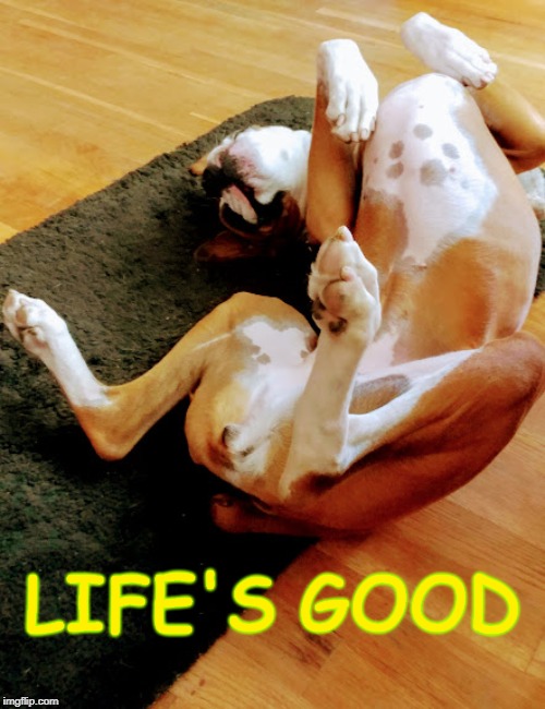 Life's Good | LIFE'S GOOD | image tagged in a dog's life,life's good,happy doge,paw print,boxer | made w/ Imgflip meme maker