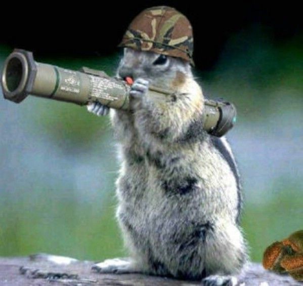 squirrel army Blank Meme Template