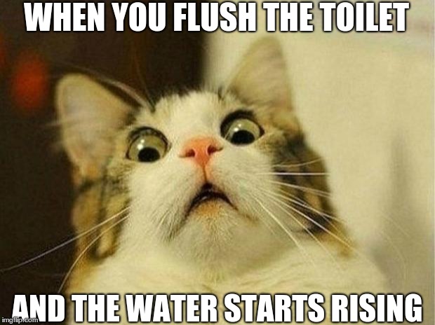 Scared Cat Meme | WHEN YOU FLUSH THE TOILET; AND THE WATER STARTS RISING | image tagged in memes,scared cat | made w/ Imgflip meme maker