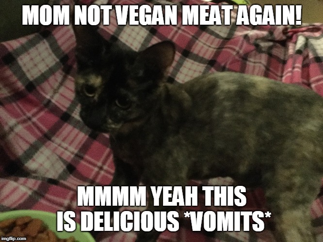 MOM NOT VEGAN MEAT AGAIN! MMMM YEAH THIS IS DELICIOUS *VOMITS* | image tagged in funny memes,cats,vegan | made w/ Imgflip meme maker