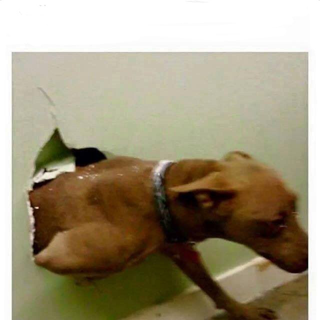 Dog bust thru wall Blank Meme Template