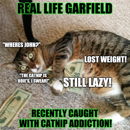 Garfield today | REAL LIFE GARFIELD; "WHERES JOHN?"; LOST WEIGHT! STILL LAZY! "THE CATNIP IS ODIE'S, I SWEAR!"; RECENTLY CAUGHT WITH CATNIP ADDICTION! | image tagged in money cat | made w/ Imgflip meme maker