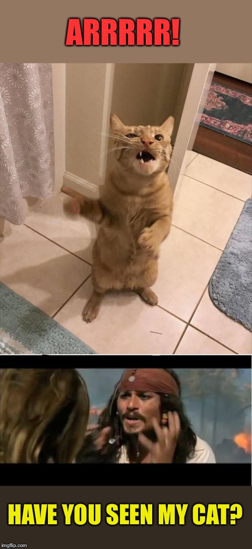Where's the parrot?  Ask the cat. | ARRRRR! HAVE YOU SEEN MY CAT? | image tagged in memes,why is the rum gone,cats,funny | made w/ Imgflip meme maker