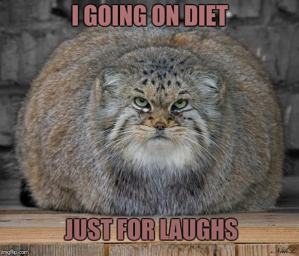 Because it's fun | I GOING ON DIET; JUST FOR LAUGHS | image tagged in fat cats exercise,dieting,laughs | made w/ Imgflip meme maker