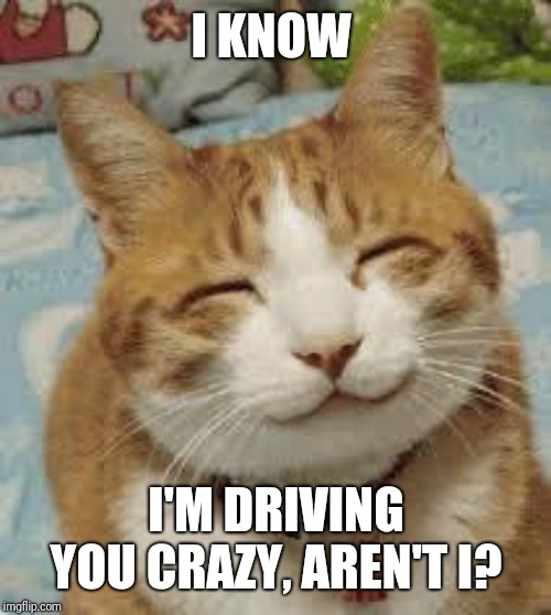 Happy cat | I KNOW I'M DRIVING YOU CRAZY, AREN'T I? | image tagged in happy cat | made w/ Imgflip meme maker