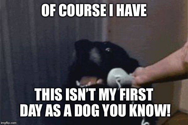 Dog Phone | OF COURSE I HAVE THIS ISN’T MY FIRST DAY AS A DOG YOU KNOW! | image tagged in dog phone | made w/ Imgflip meme maker