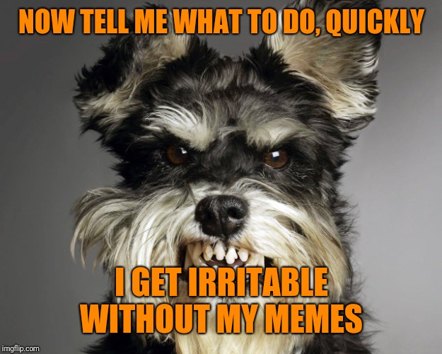 Angry Dog | NOW TELL ME WHAT TO DO, QUICKLY I GET IRRITABLE WITHOUT MY MEMES | image tagged in angry dog | made w/ Imgflip meme maker