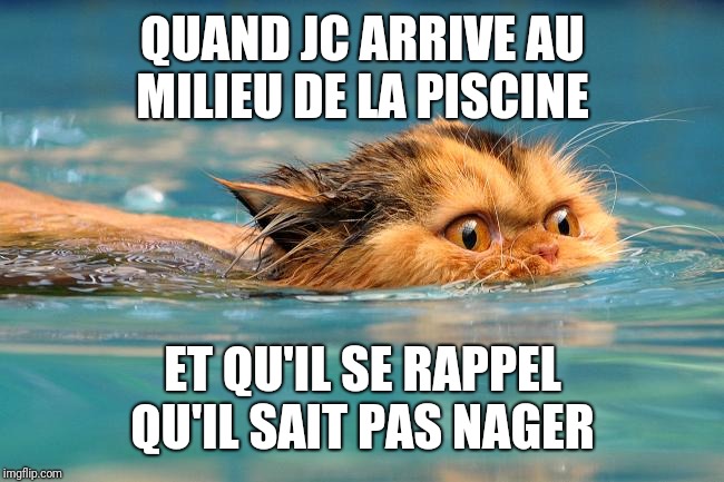 Swimming Cat | QUAND JC ARRIVE AU MILIEU DE LA PISCINE; ET QU'IL SE RAPPEL QU'IL SAIT PAS NAGER | image tagged in swimming cat | made w/ Imgflip meme maker